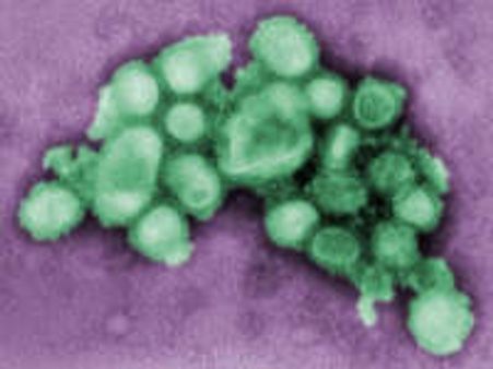 Illinois reports 555 H1N1 flu cases, highest in US