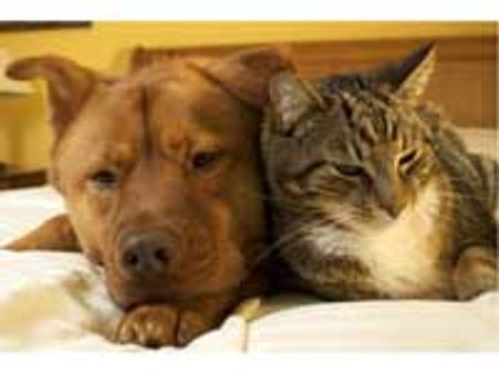 Its Dogs, not cats who are super smartypants