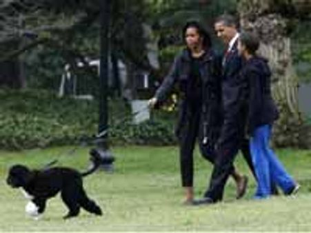 White House unveils the official portrait of Bo