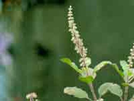 'Tulsi boosts resistance & recovery from H1N1'