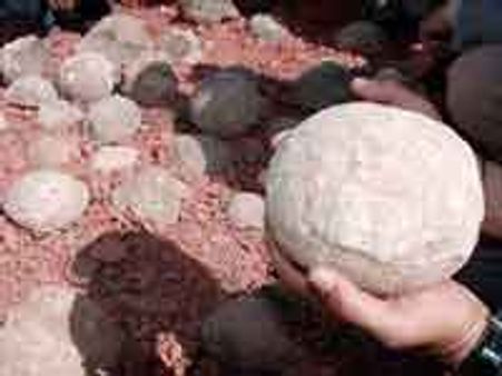 Locals & tourists plunder dinosaur eggs in TN