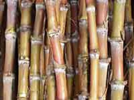 Delhi: UP farmers to protest sugarcane prices