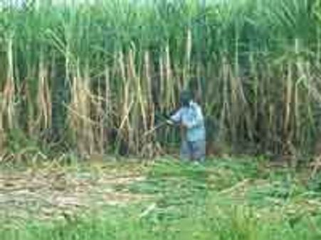 UP farmers threaten to sell cane in other states