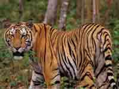 Tiger conservation to take centre stage in 2010