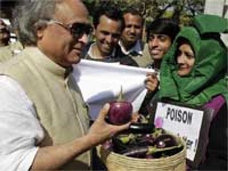 Bt Brinjal put on hold, Govt wants proof of safety