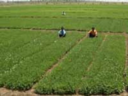 NAFED-BARC tie up to bolster agri production