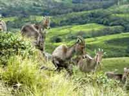 Munnar ranks Asia's second best travel destination