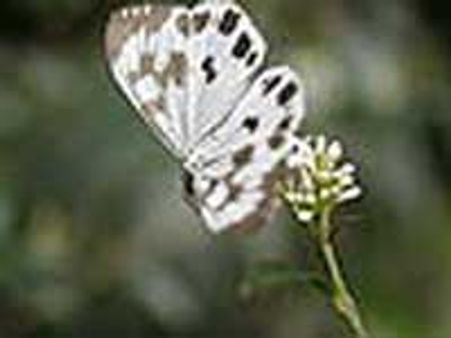 Butterfly species numbering 183 documented