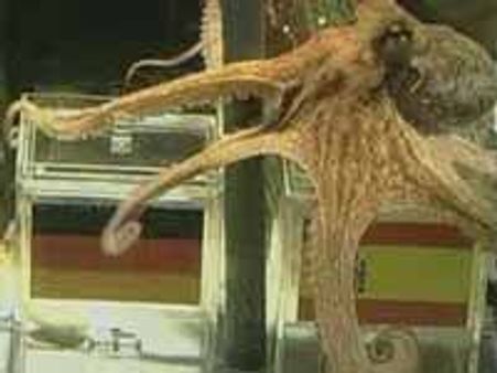 Movie on Paul the Octopus to hit big screen soon