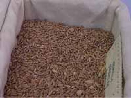 Foodgrains rot in flooded areas of North India