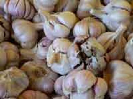 Garlic bulbs lower blood pressure: Study