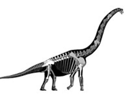 Scientists found 200mn years old dinosaur skeleton