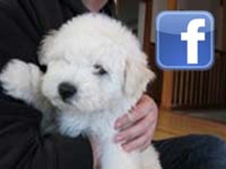 Zuckerberg's puppy Beast gets Facebook page