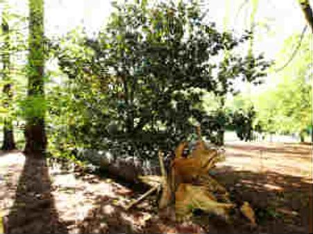 More than six lakh trees to vanish for Posco project