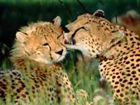 Animal rights group launches 'porn website' to save animals