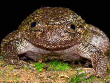 Brand new frog species discovered in Arunachal