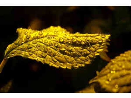 Gold falls to Rs 29,240, silver adds Rs 800