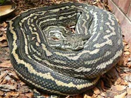 Python travels in AC Coach; scares people out of their wits