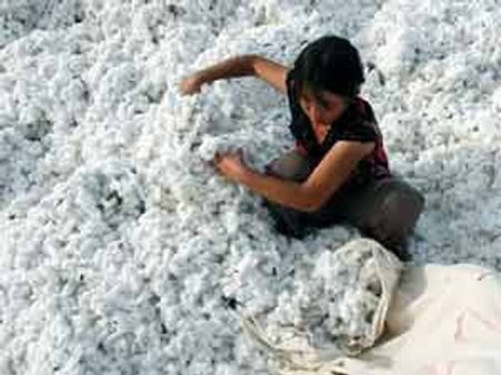 India's ban of cotton exports against trade norms: Bangladesh