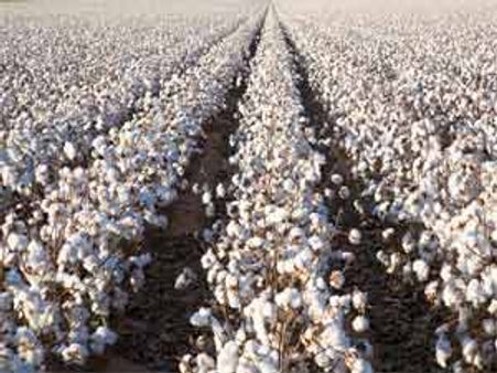 Cotton output doubles after use of Bt cotton seed: Pawar