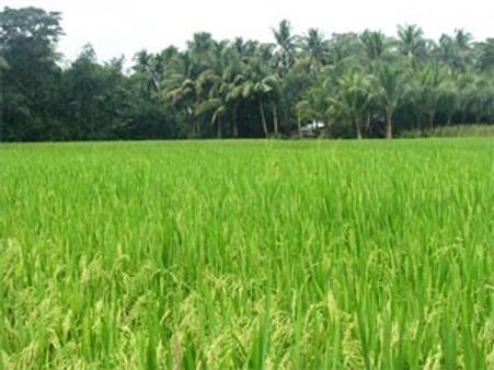 Cabinet clears Agriculture Bio-diversity Bill