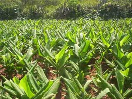 Areas under turmeric cultivation decreasing