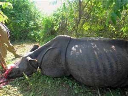 Are international gangs involved in rhino poaching in Assam?