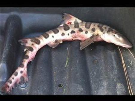 Leopard shark falls from sky onto a California golf course
