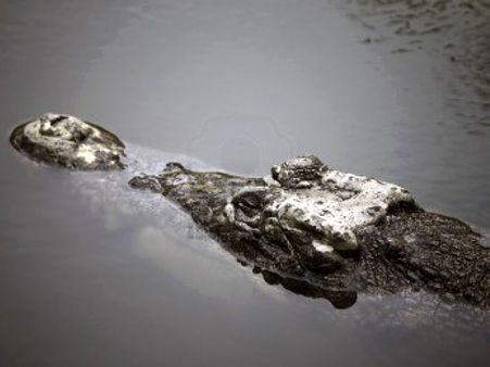 South African army trying to track down thousands of crocs