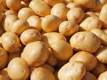 Bihar does India proud: Record output in potato