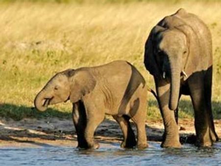 Female elephant electrocuted, cub found dead at Corbett