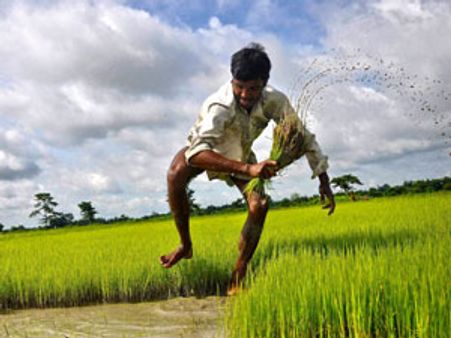 Farmers leave field, rice may soon disappear from your plate