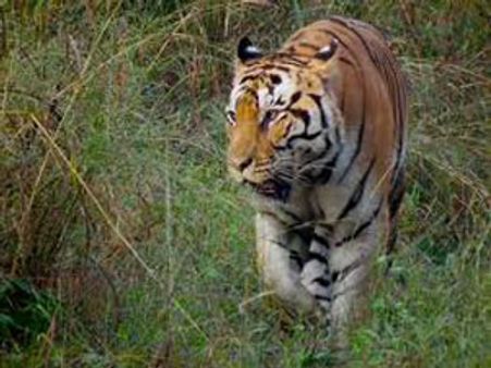 Increasing numbers: The national animal finally gets space