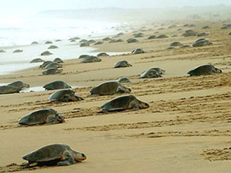 Baby Olive Ridley turtles pop up along Gahirmata beach