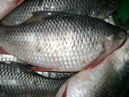 Swim fearlessly: Scientists propose hilsa sanctuaries