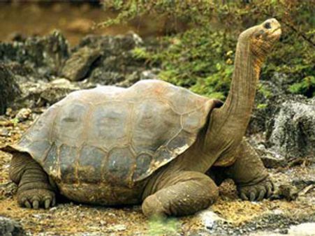 130-year-old Thomas - Britain's tortoise dies of rat bite