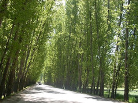 Ban on plantation of Russian poplar trees in Srinagar