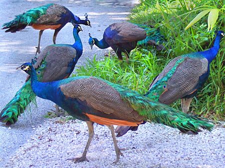 Heat wave: 16 peacocks found dead in MP