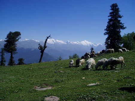 India to bring 7 cr families out of poverty: Sonia Gandhi