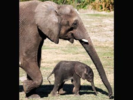 Wild elephants enter stadium in Odisha