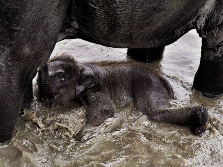 Assam floods spell disaster for Kaziranga animals