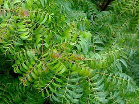 Indian scientists use neem protein to fight cancer