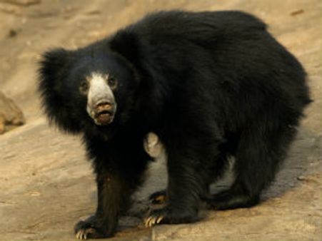 Jammu: 60-year-old man killed in attack by wild bear in Poonch