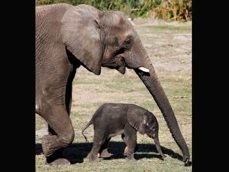 Elephant crushes its mahout to death in UP