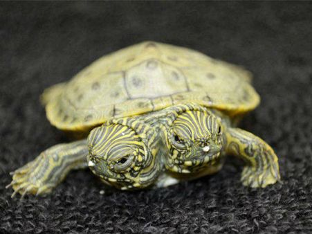 B'lore: Turtle rescued from the hands of techie