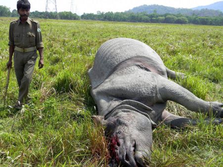 Assam: Rhinos continue to be killed in Kaziranga National Park