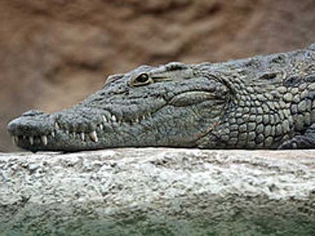 Onlookers watch helplessly as crocodile kills man in Australia