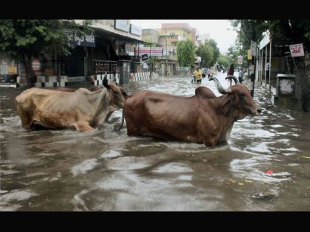 10 cows die of food poisoning at ashram in Mathura