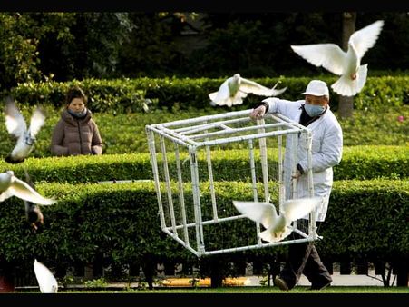 Feeding birds may spread diseases