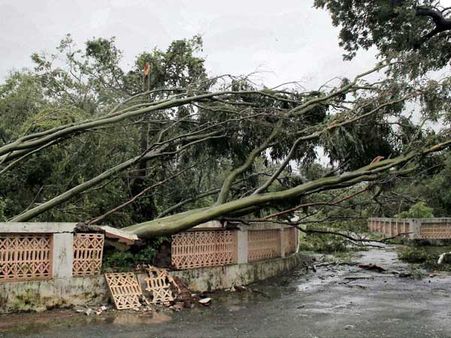 Odisha lost 26 lakh trees in Cyclone Phailin
